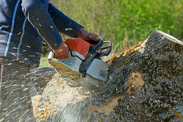 Trusted Shreve, OH Tree Care Services Experts